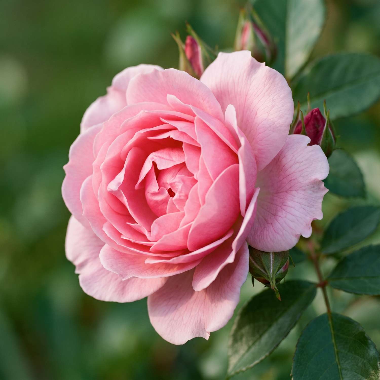 Ruusu 'Bonica'